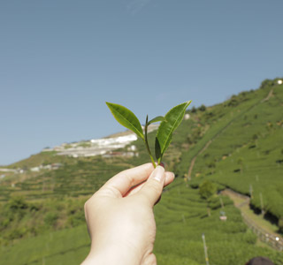 儿茶素功效